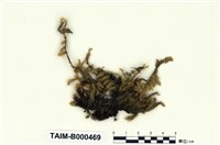 藏品(臺灣毛扭苔)的圖片